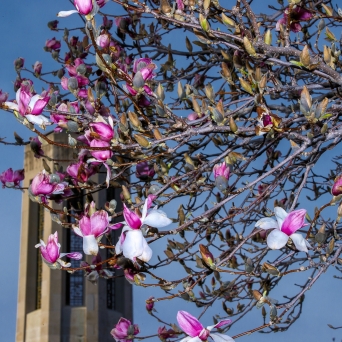 flowers on a tree with building in the background