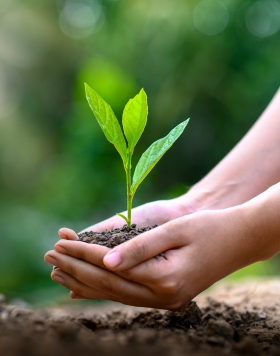 hands planting