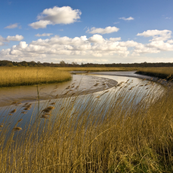 River and prairie grasses