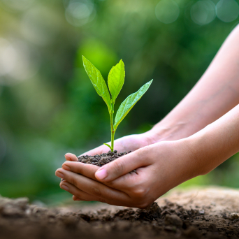 hands planting