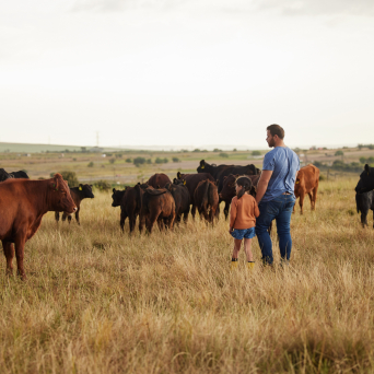 Man and daughter on cattle farm in prairie field.