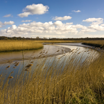 River and prairie grasses