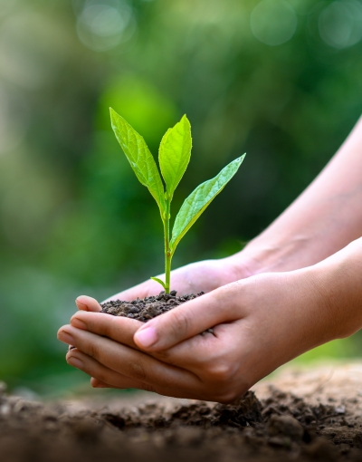 hands planting